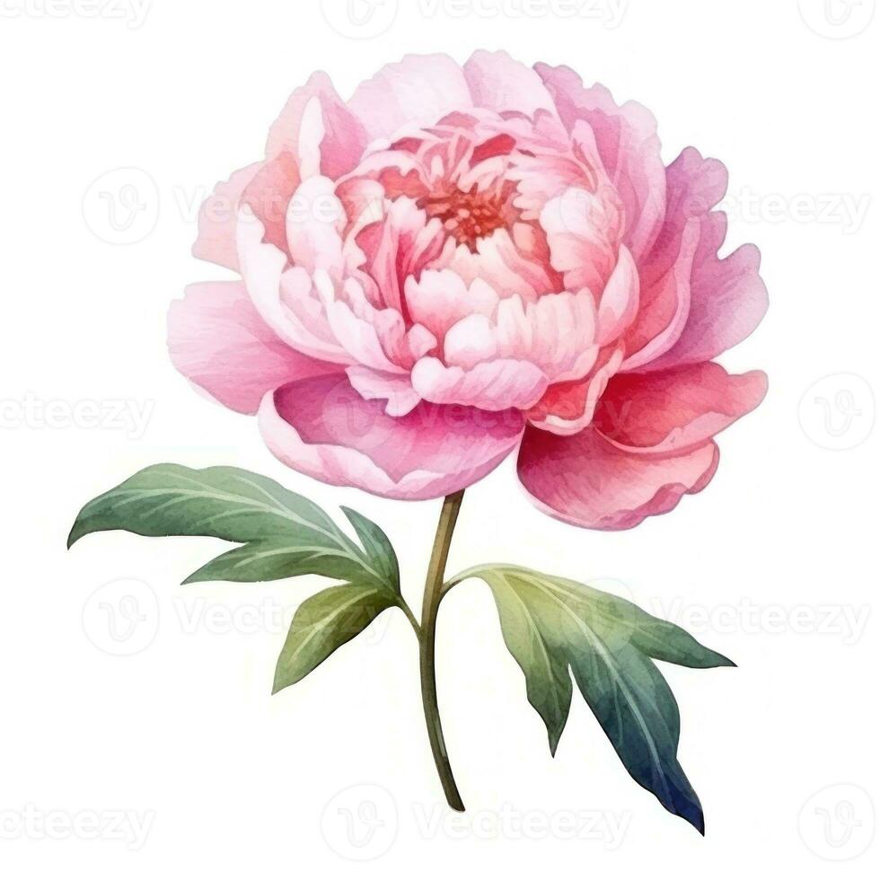 Watercolor peony flower isolated photo