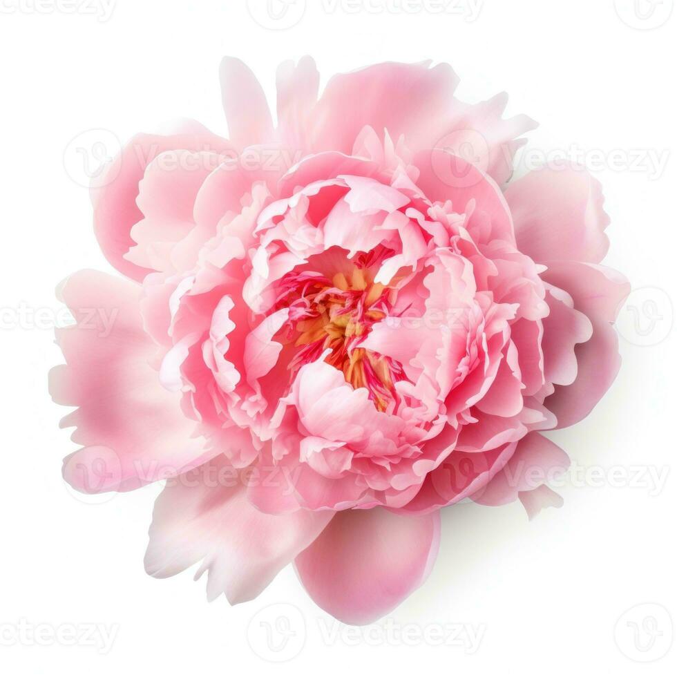Pink peony flower isolated photo