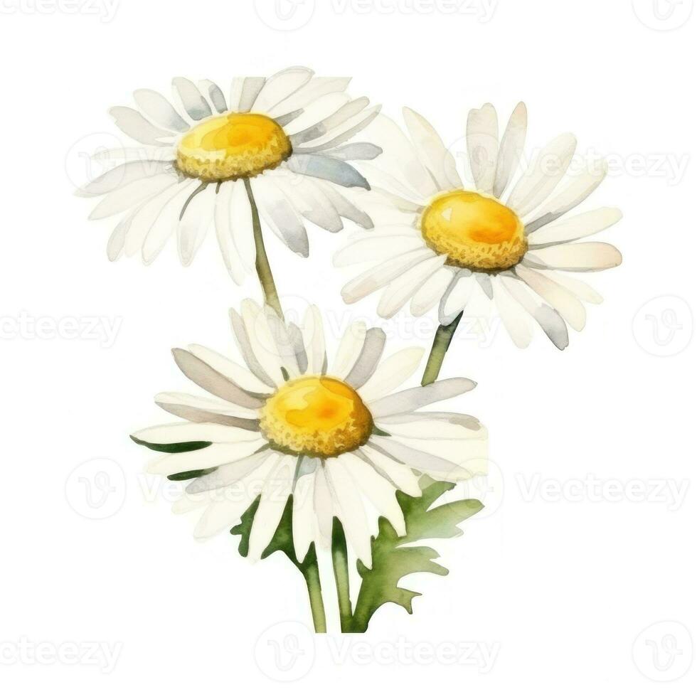 Watercolor chamomile flower isolated photo