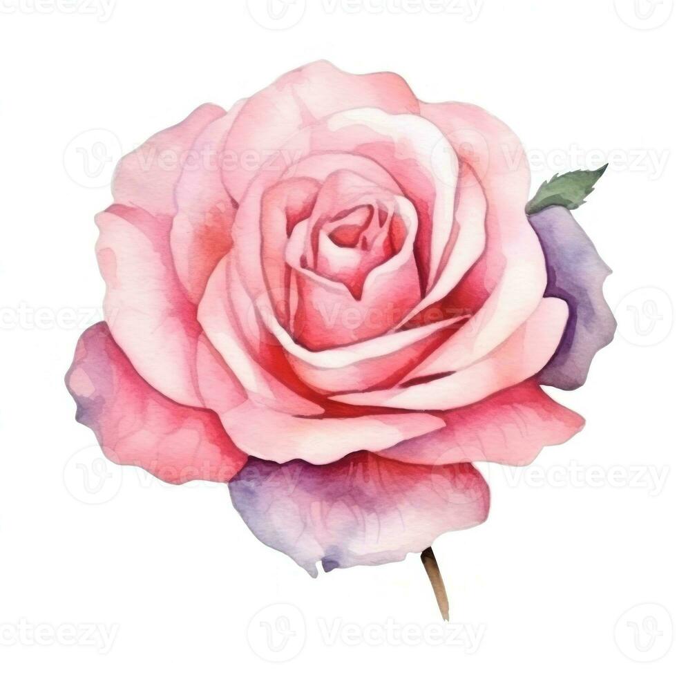 Watercolor rose flower isolated photo