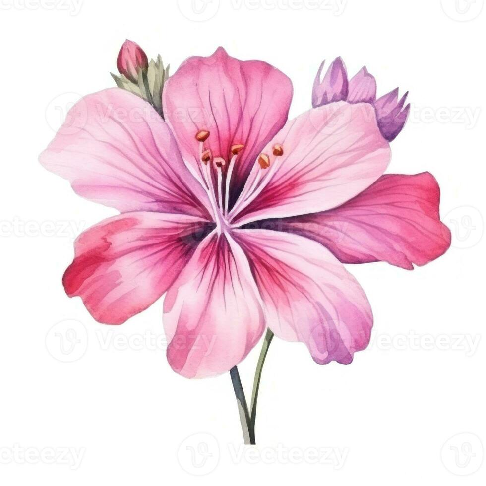 Watercolor pink flower isolated photo