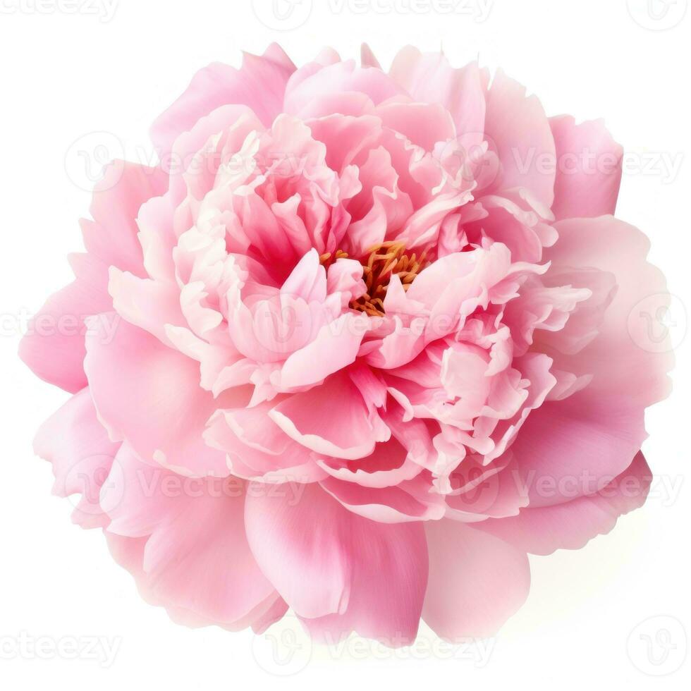 Pink peony flower isolated photo