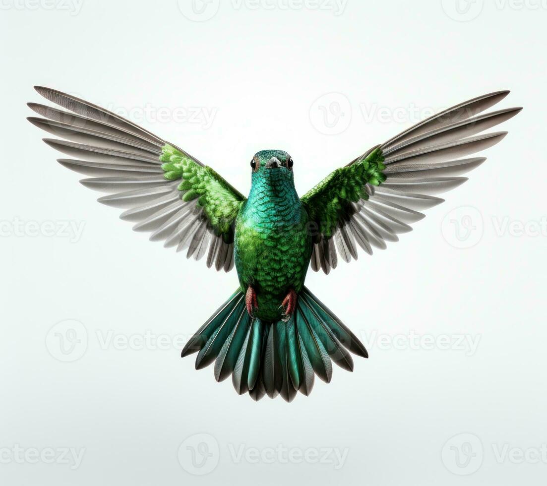 Flying hummingbird isolated photo