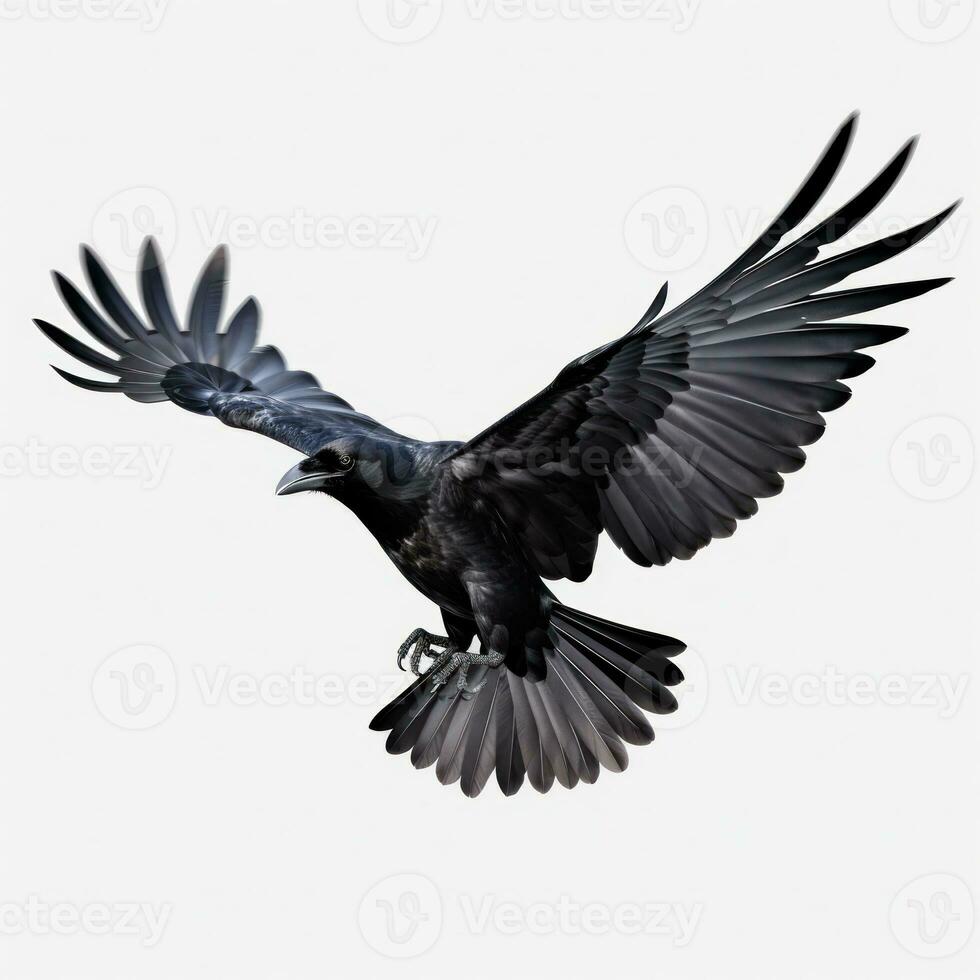 Flying black crow isolated photo