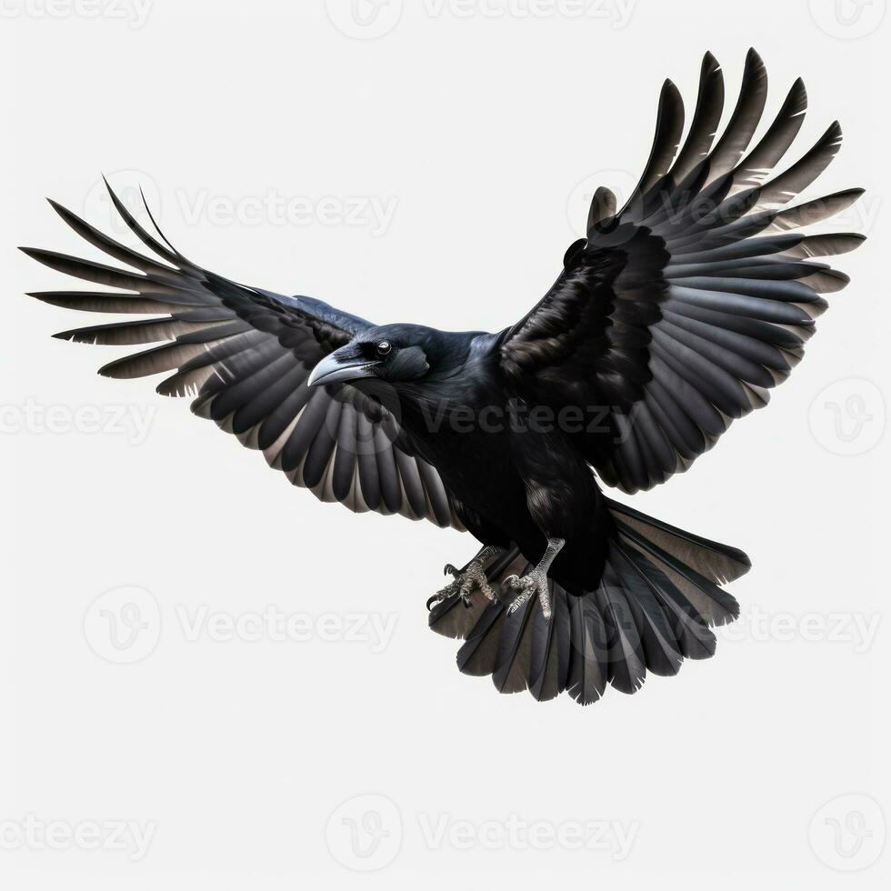 Flying black crow isolated photo