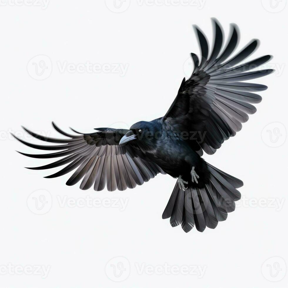 Flying black crow isolated photo