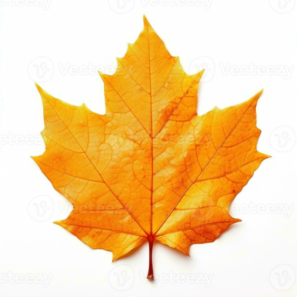 Autumn falling leaf isolated photo