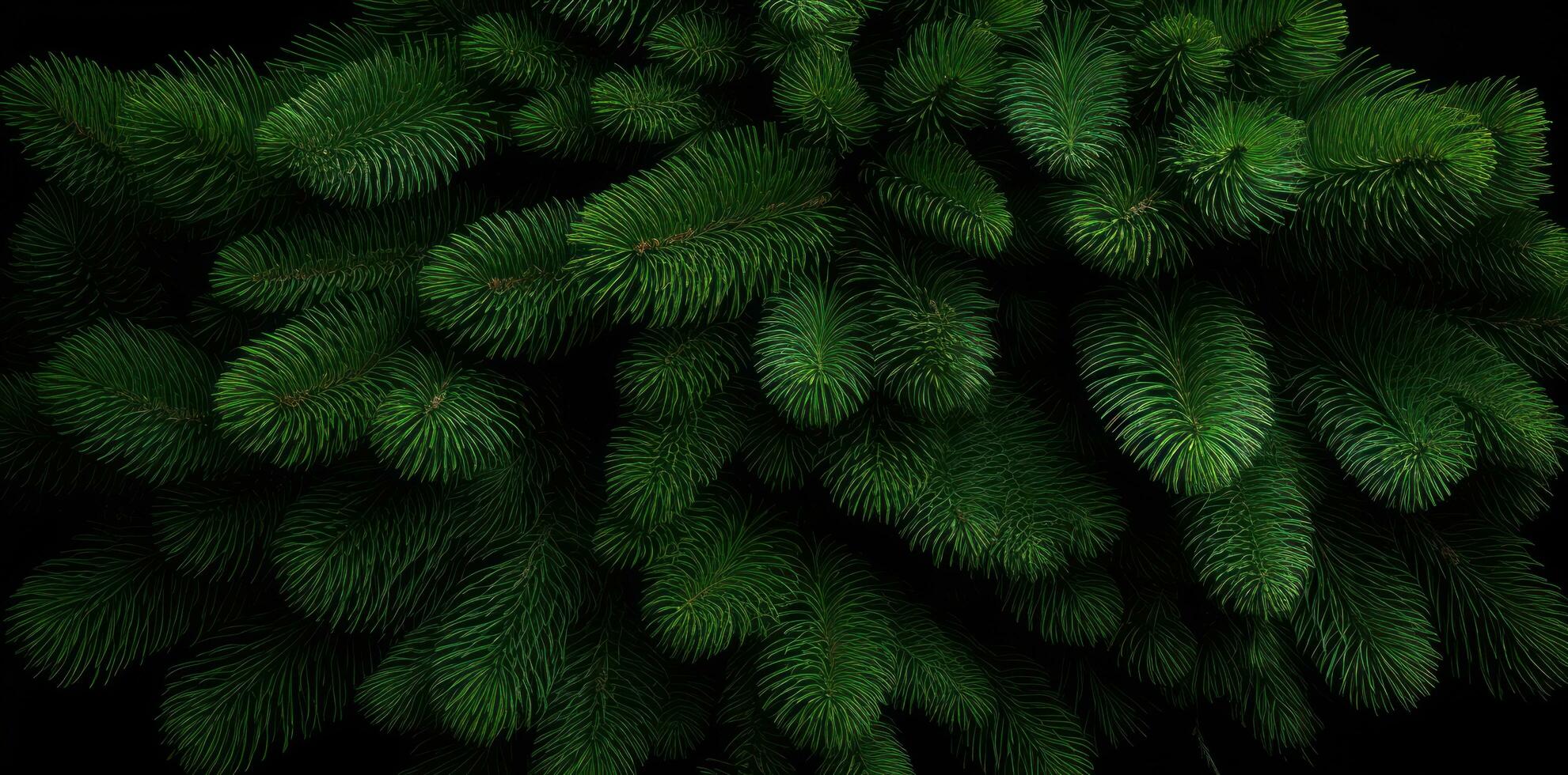 Green fir background photo