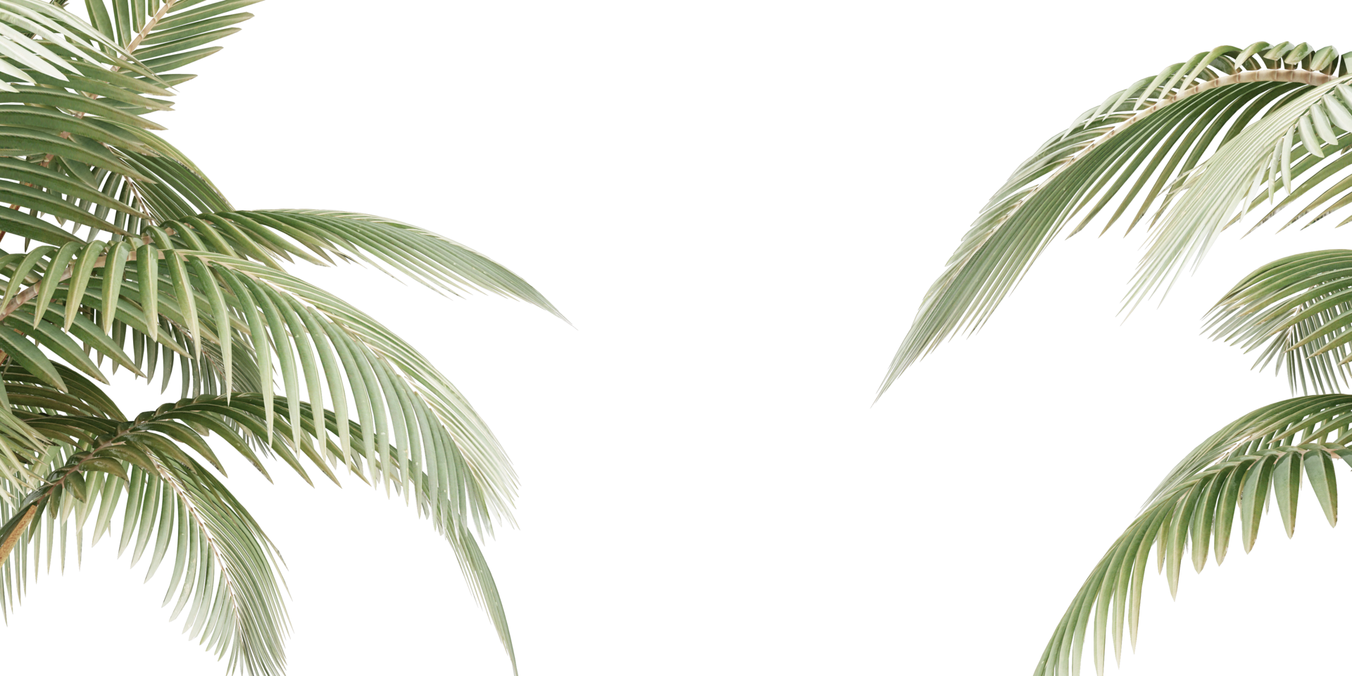 isolato naturale palma foglie, estate albero, tropicale partire su trasparente sfondo png