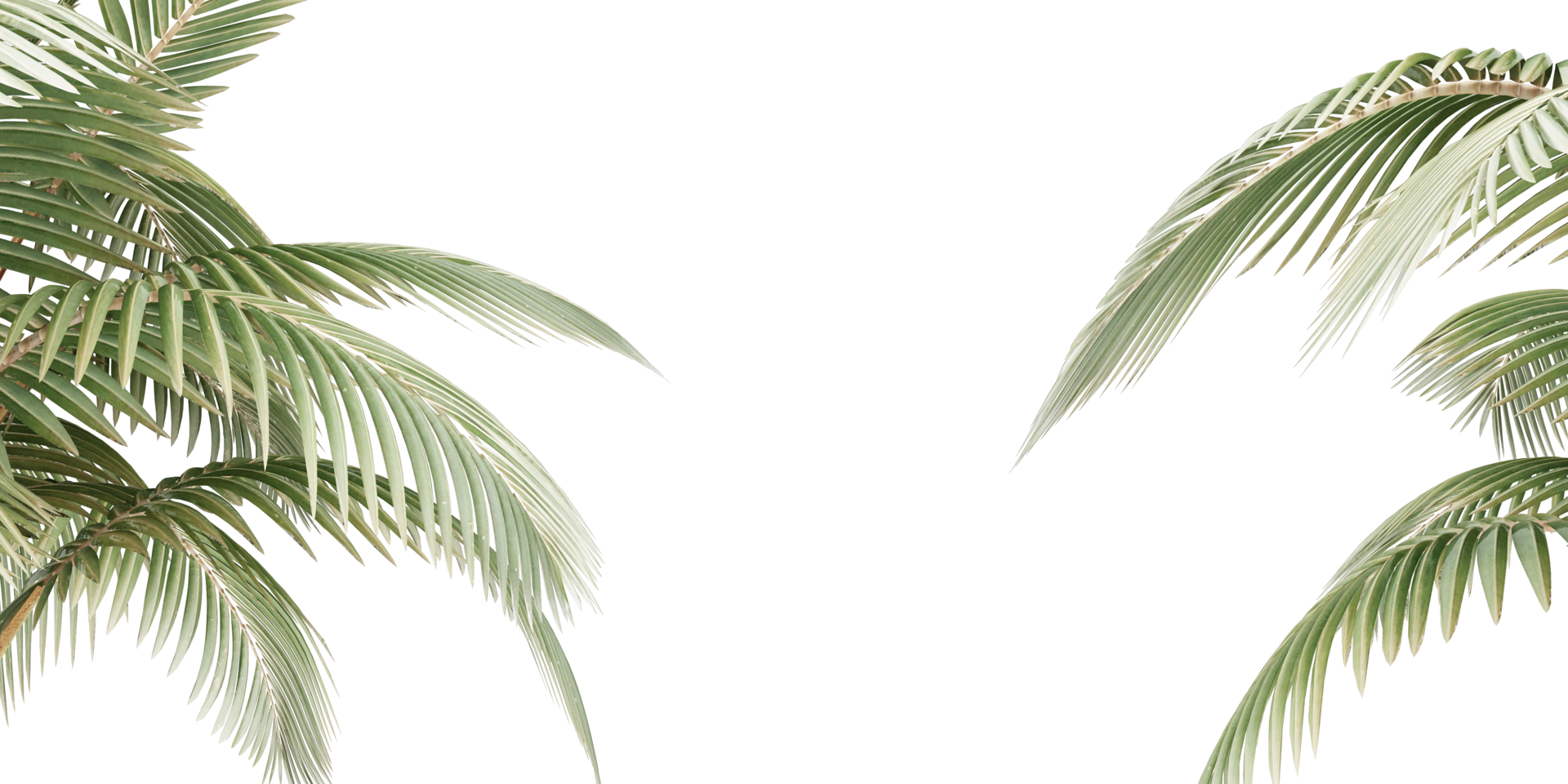 isolated natural palm leaves, summer tree, tropical leave on transparent background png
