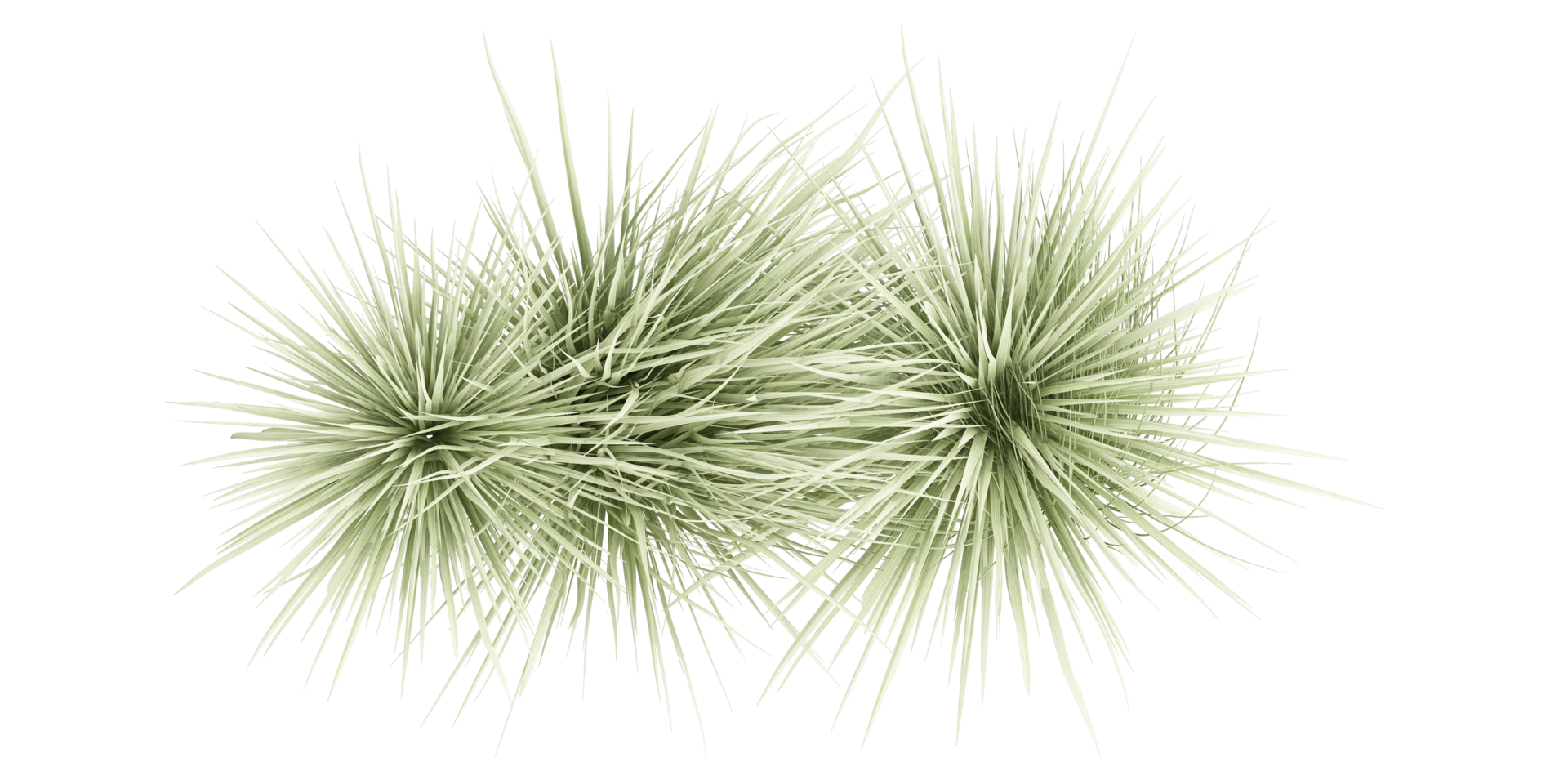 isolated natural tree and coconut palm leave on transparent background png
