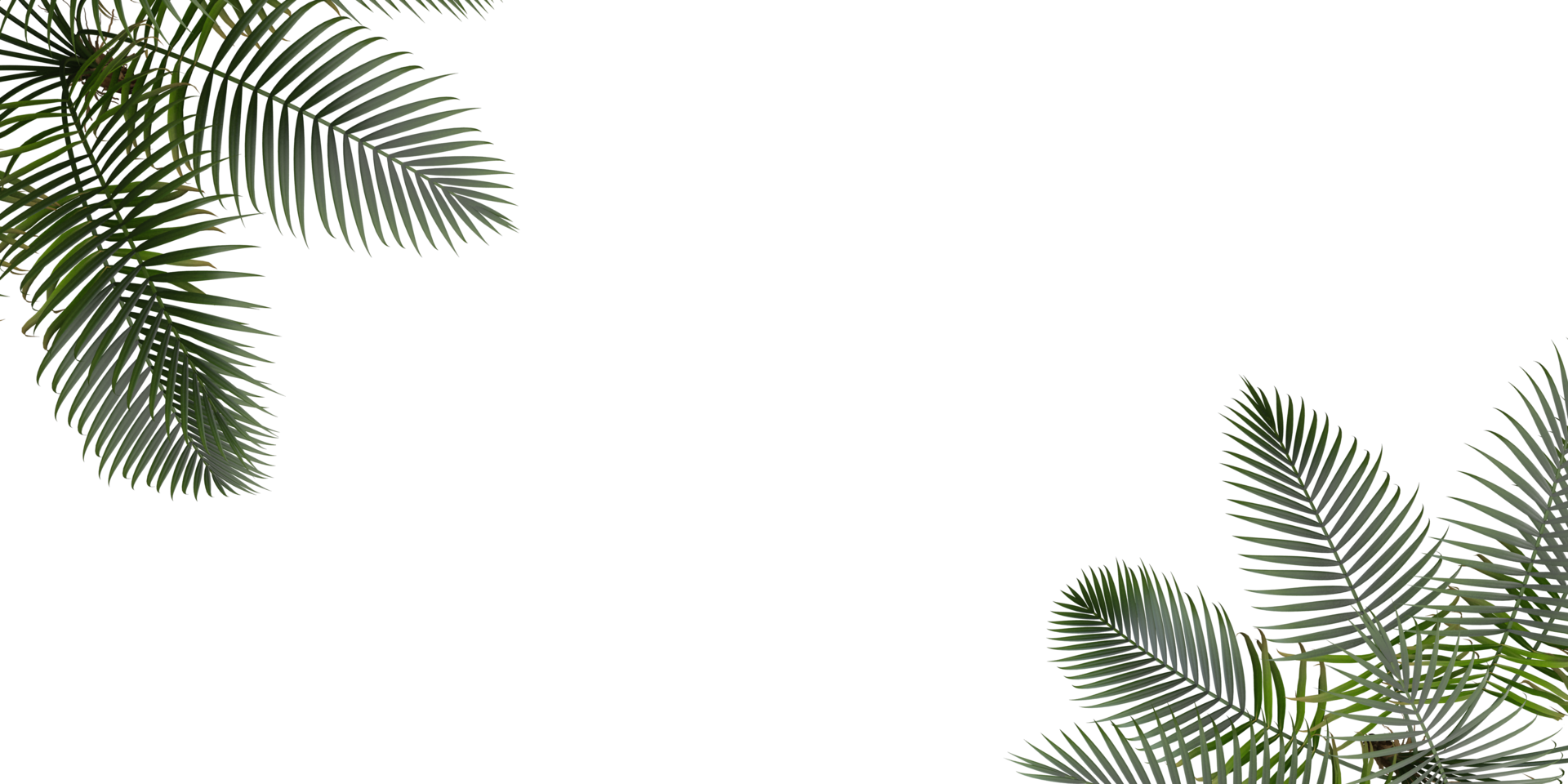 isolated natural tree and coconut palm leave on transparent background png