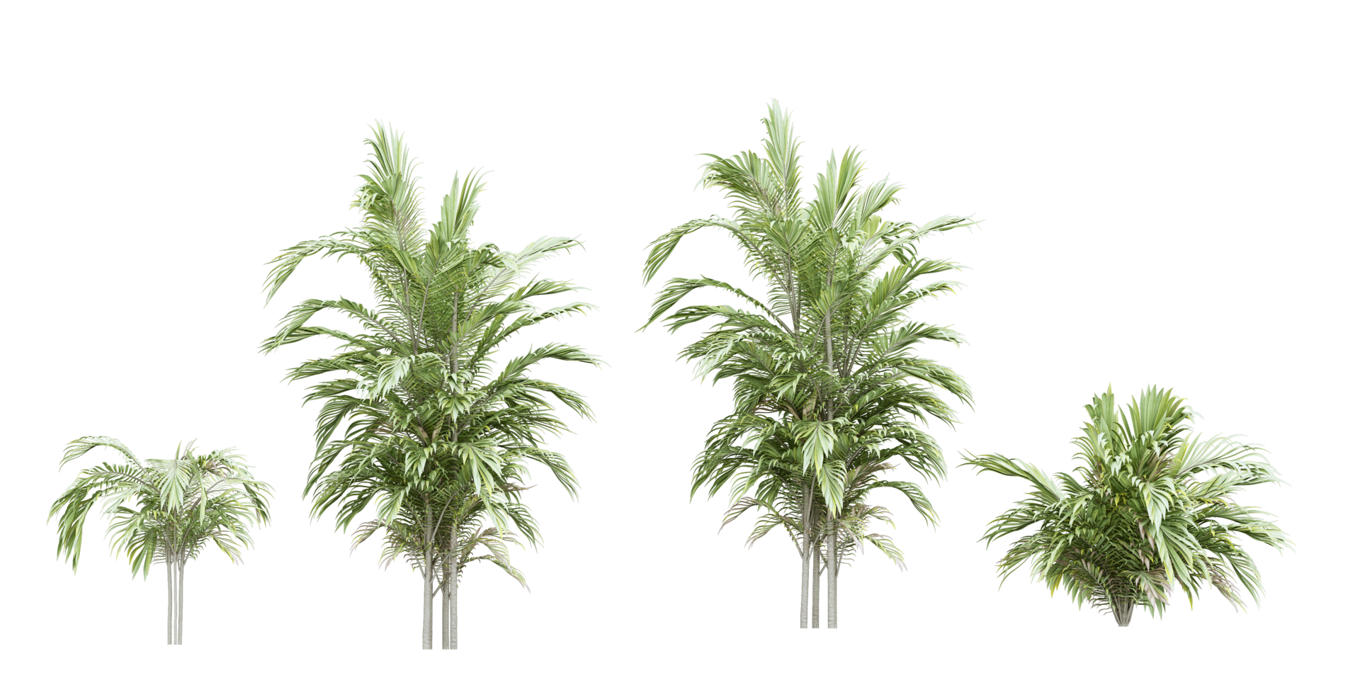 isolated natural tree and coconut palm leave on transparent background png