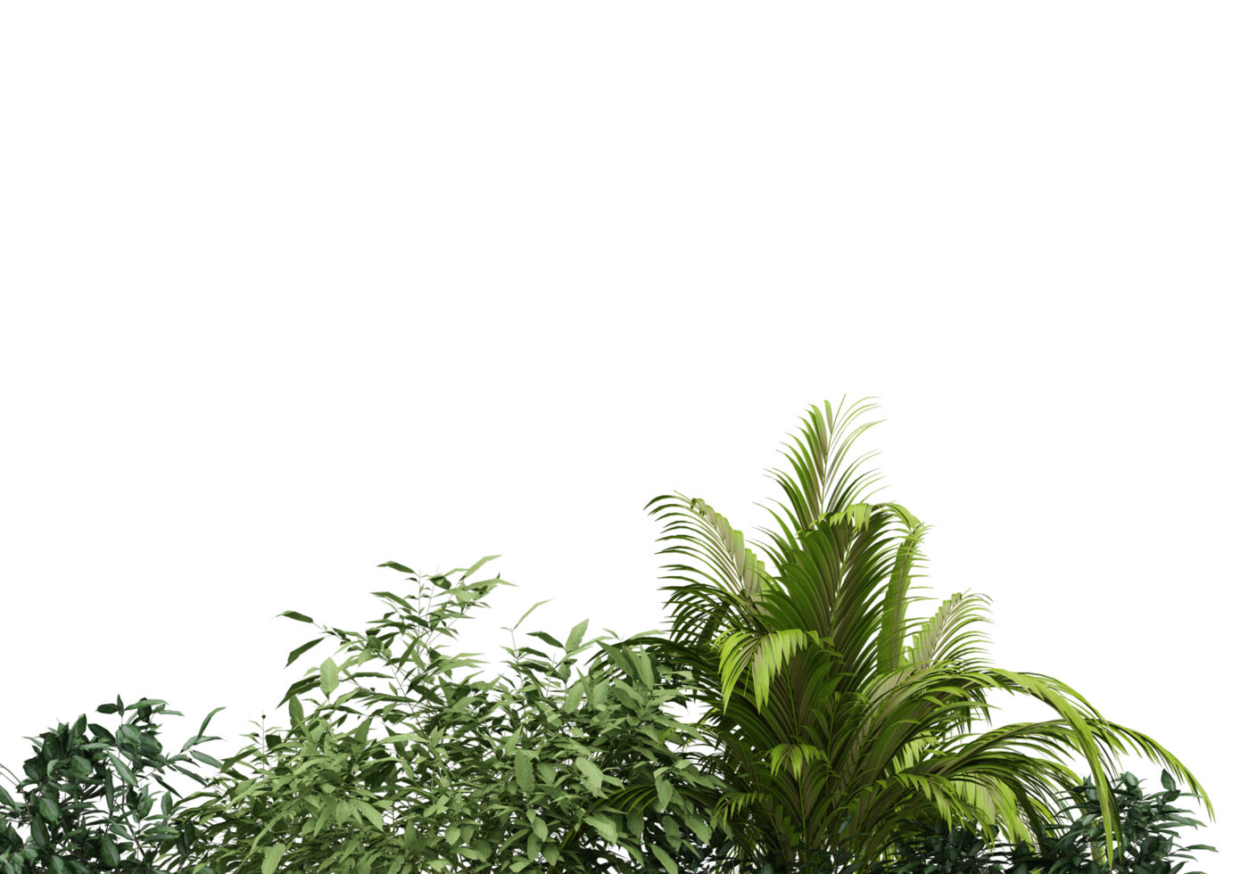 isolated natural palm leaves, summer tree, tropical leave on transparent background png