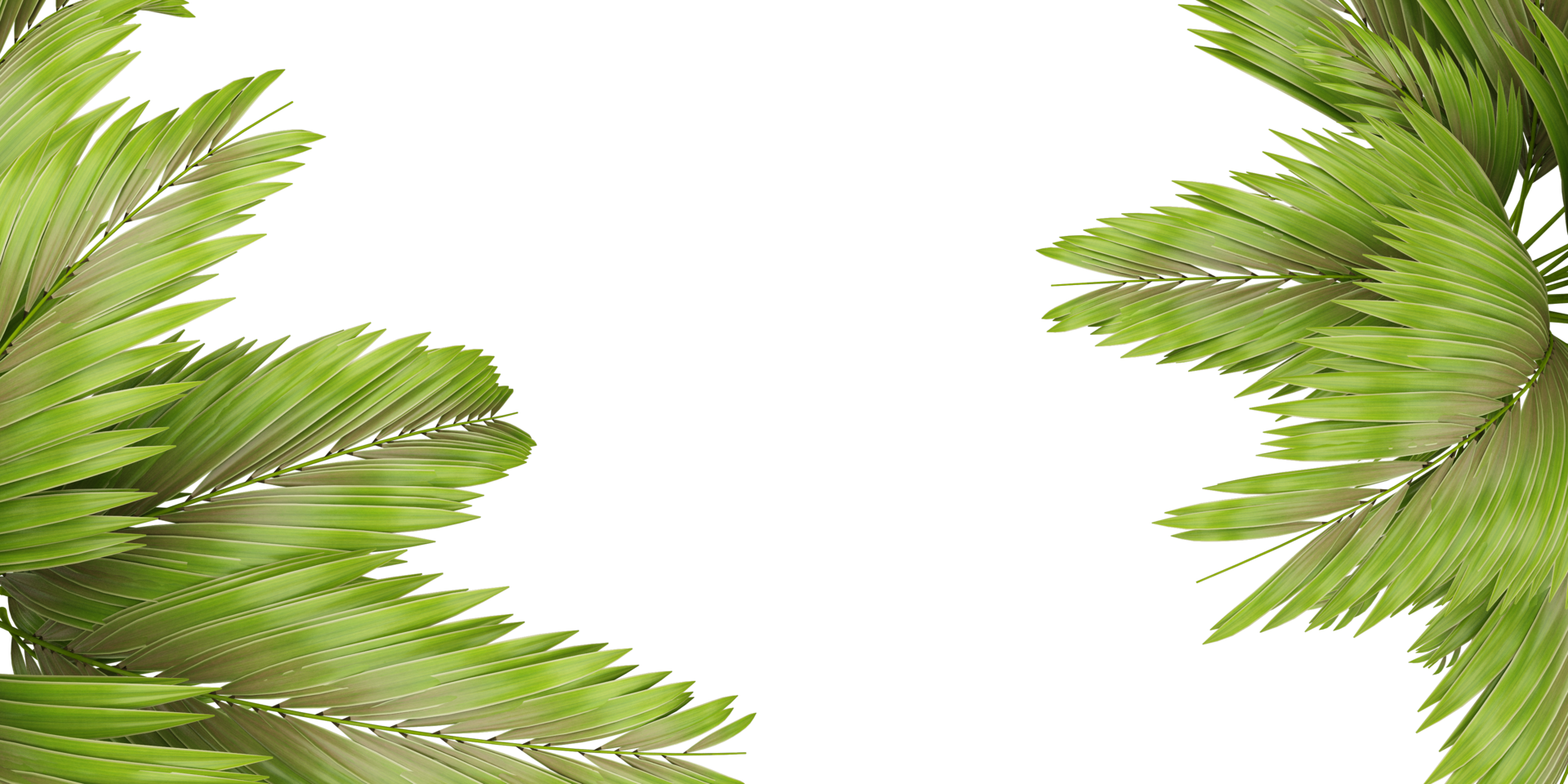 isolated natural palm leaves, summer tree, tropical leave on transparent background png