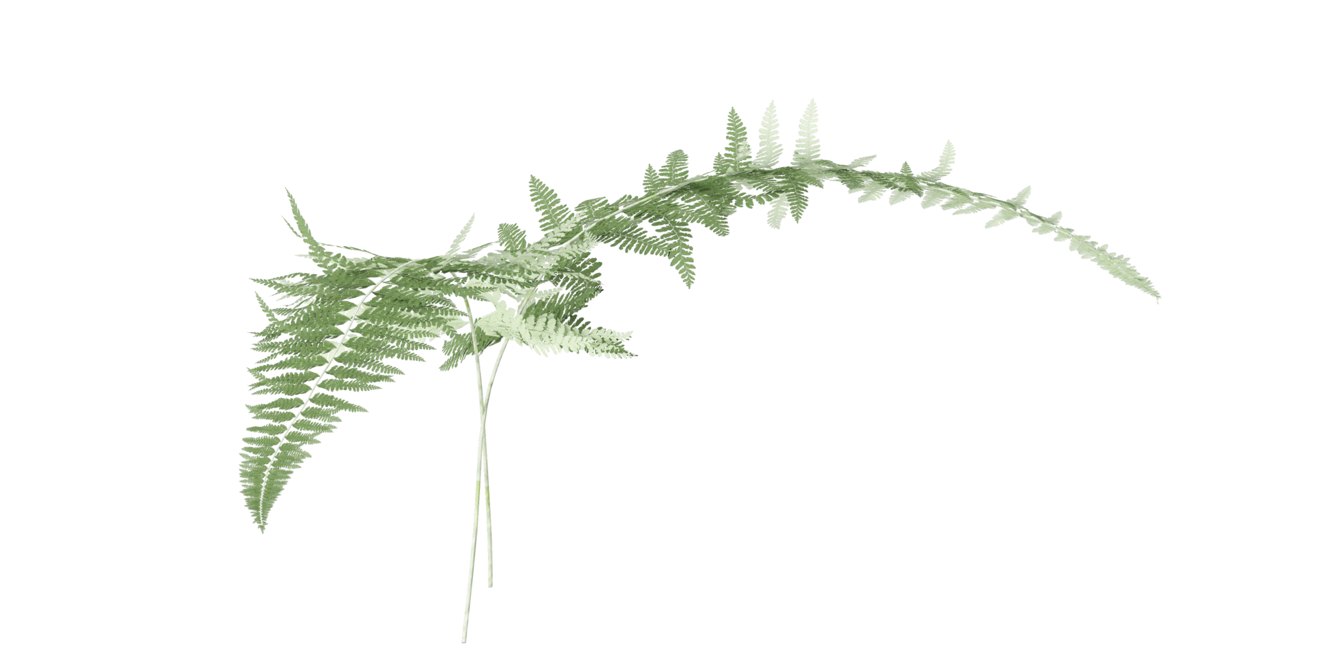 isolated grass, tree and coconut palm leaves on transparent background png