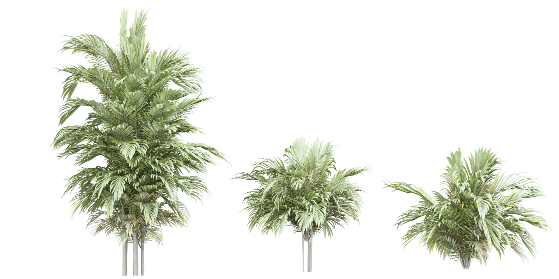isolated grass, tree and coconut palm leaves on transparent background png