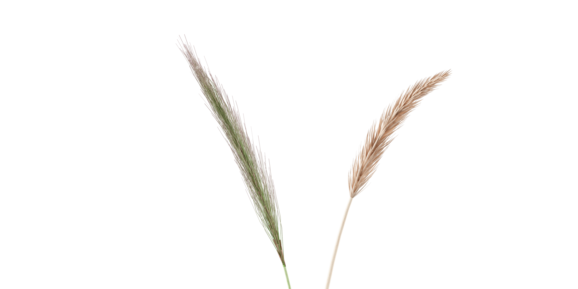 isolated grass, tree and coconut palm leaves on transparent background png