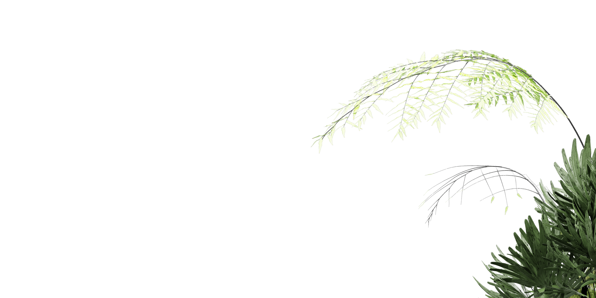 isolated grass, tree and coconut palm leaves on transparent background png