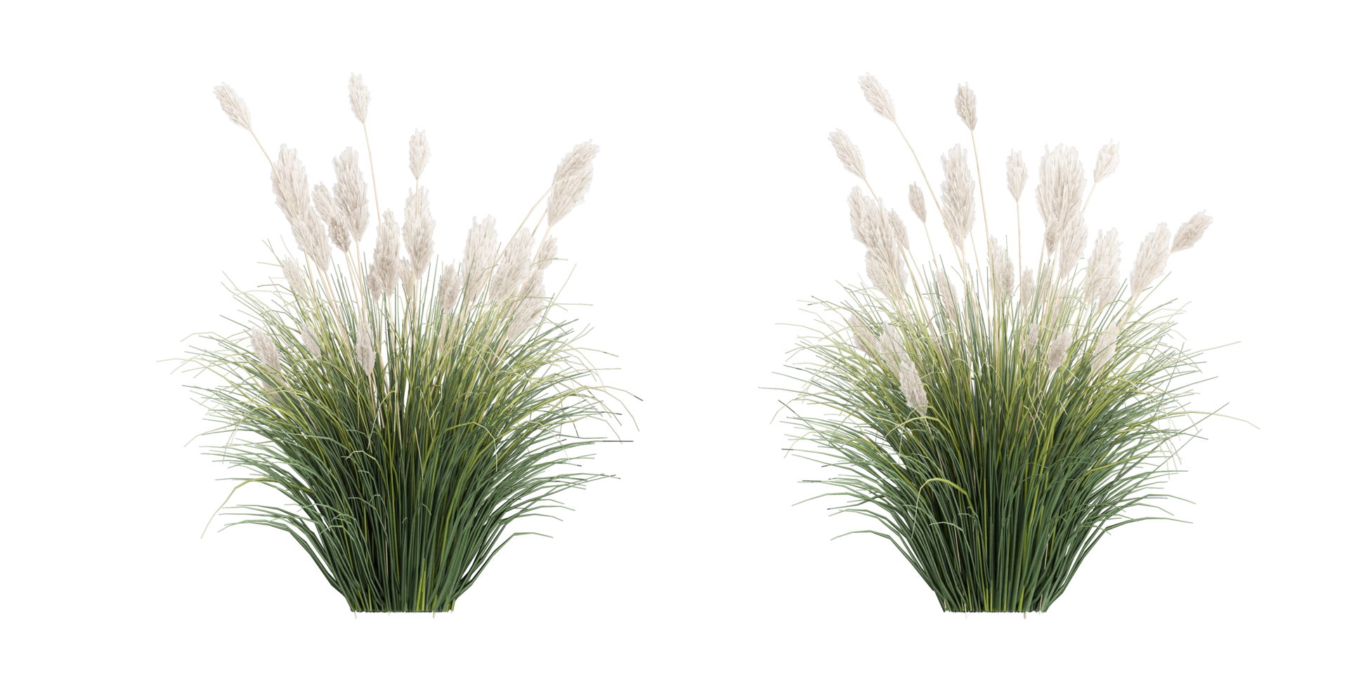 isolated natural tree and coconut palm leave on transparent background png