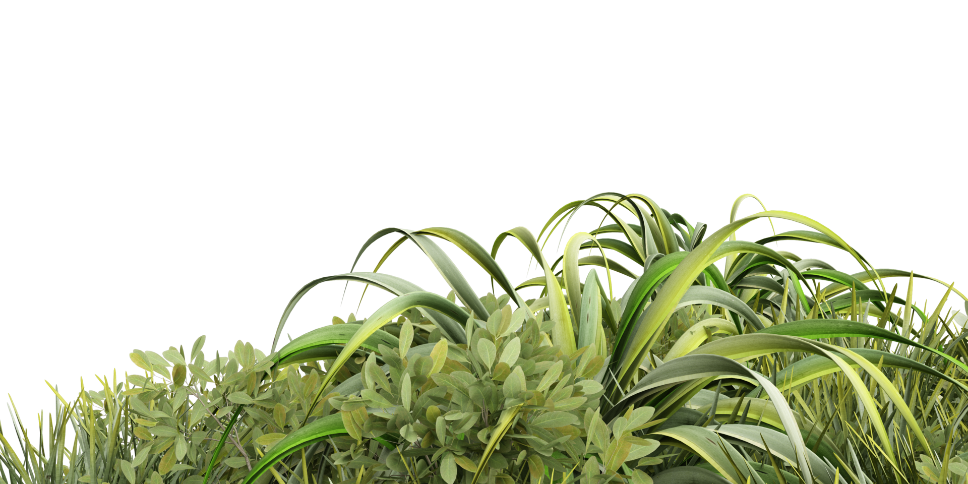 isolated bush plant, grass and tropical leaves on transparent background png