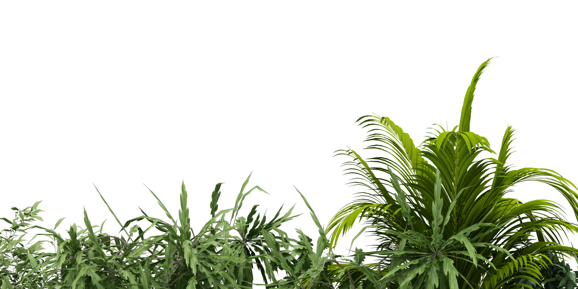 isolated natural palm leaves, summer tree, tropical leave on transparent background png