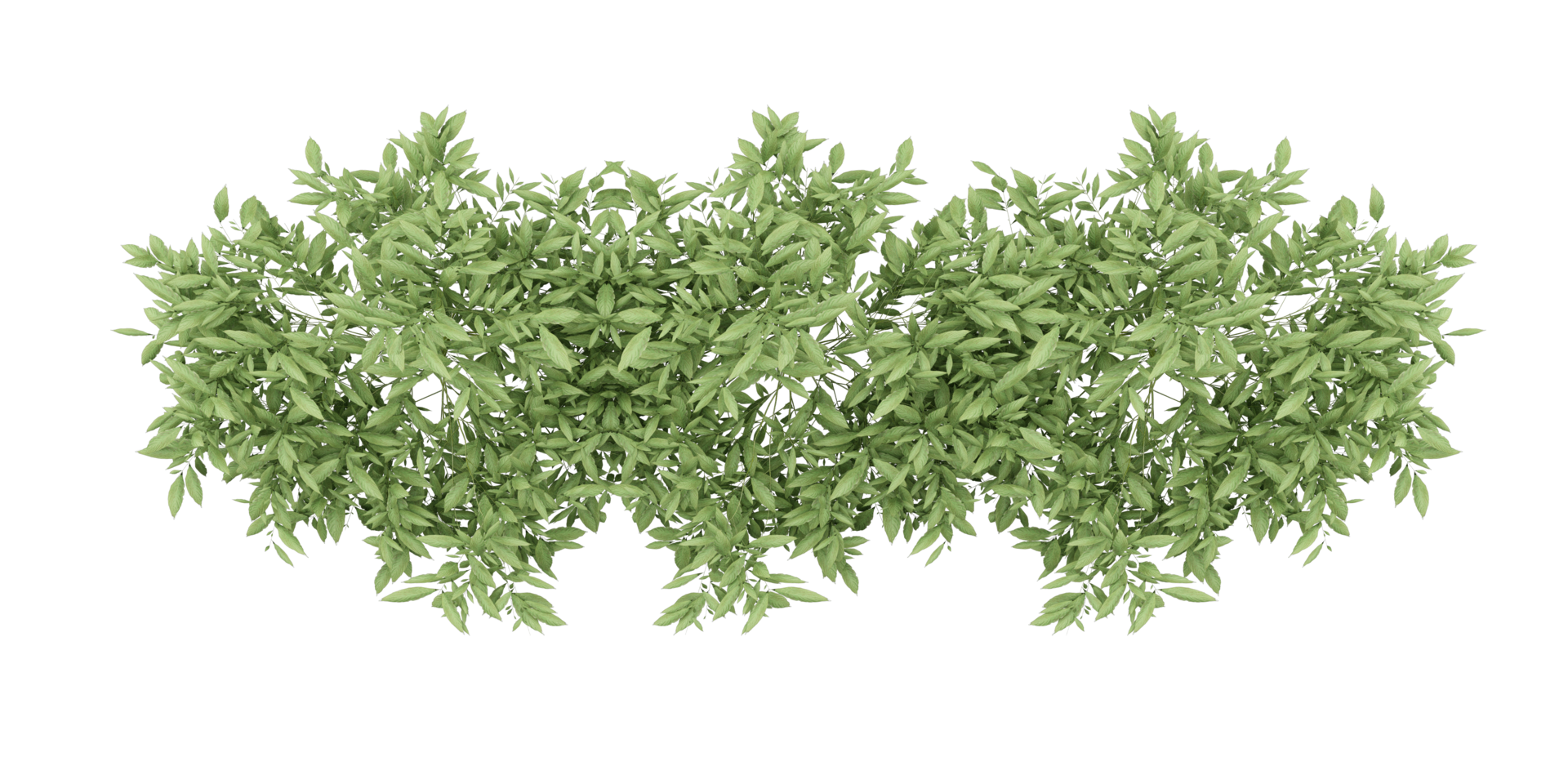 isolated natural palm leaves, summer tree, tropical leave on transparent background png