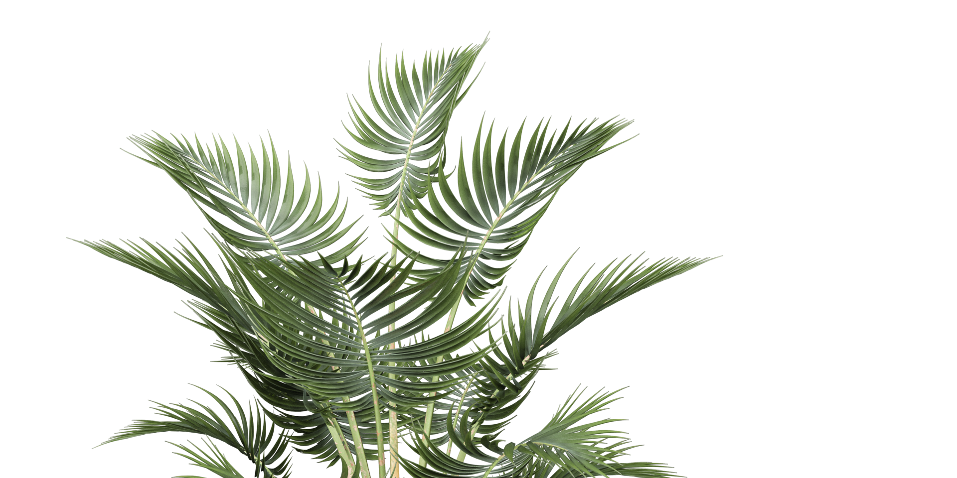 isolated natural palm leaves, summer tree, tropical leave on transparent background png