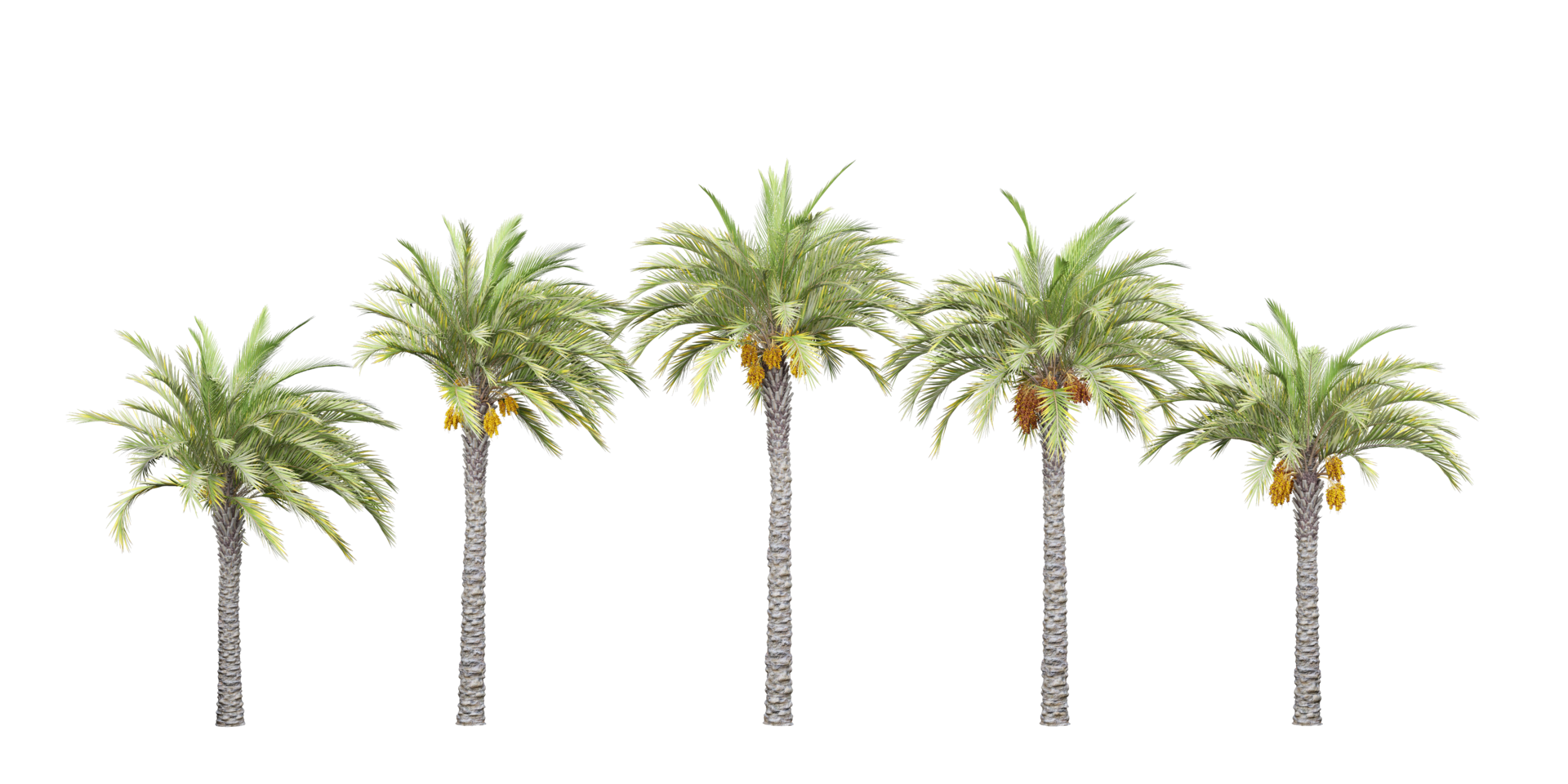 isolated natural palm leaves, summer tree, tropical leave on transparent background png