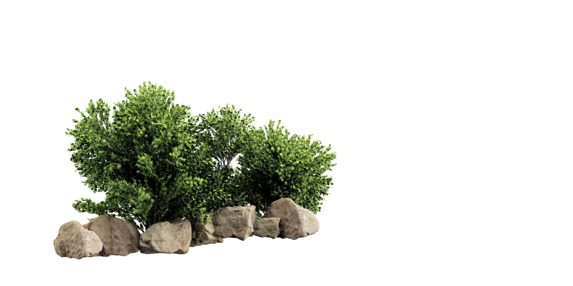 isolated natural palm leaves, summer tree, tropical leave on transparent background png
