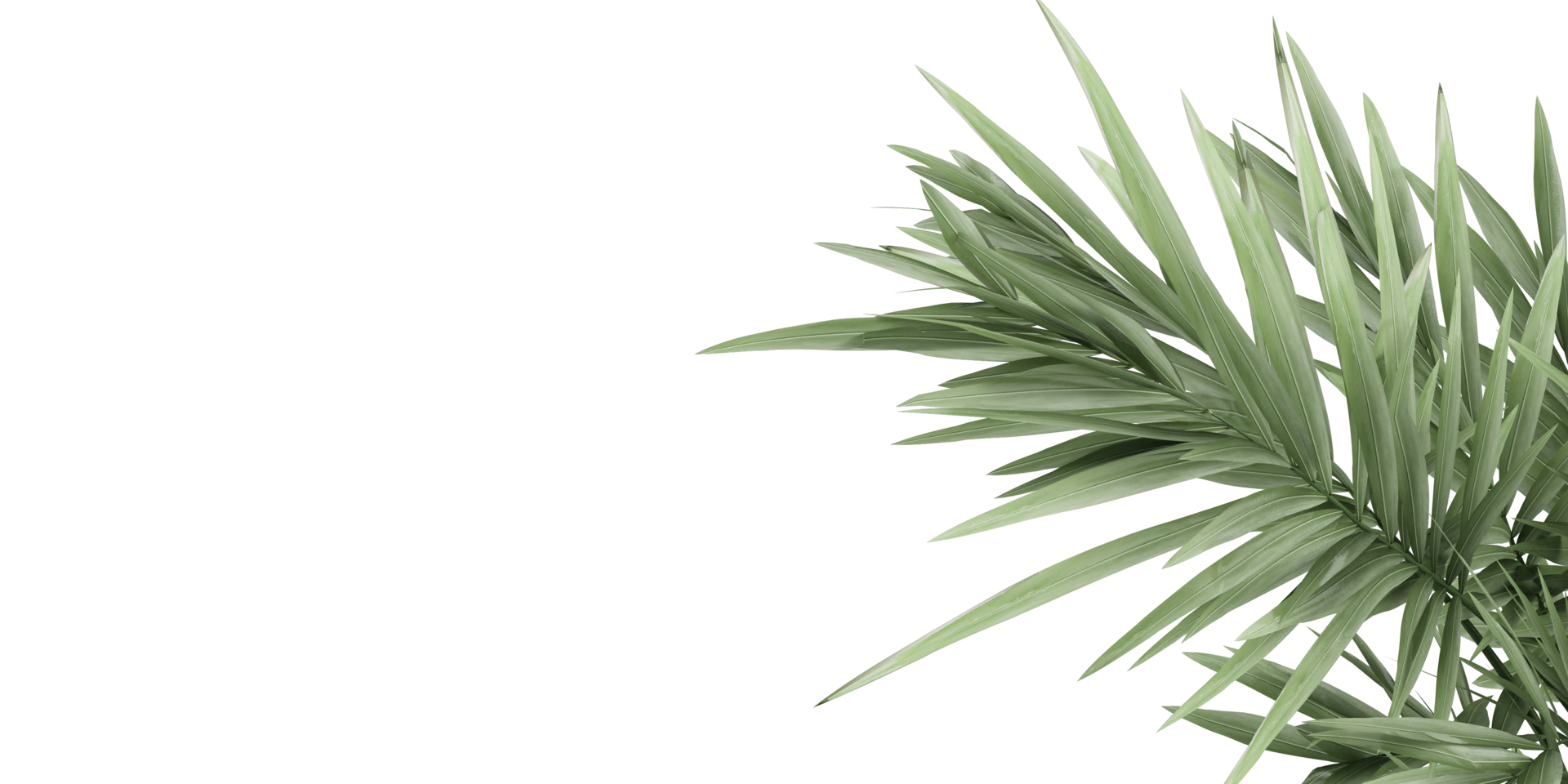 isolated natural tree and coconut palm leave on transparent background png