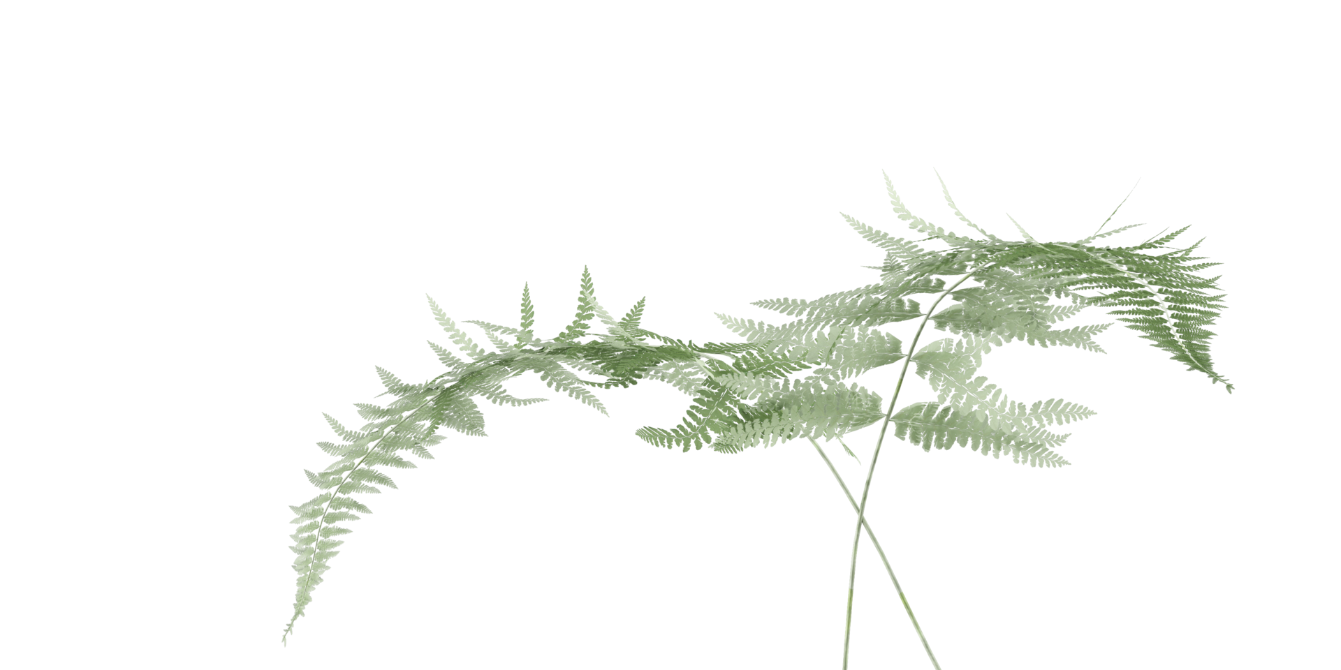 isolated natural tree and coconut palm leave on transparent background png