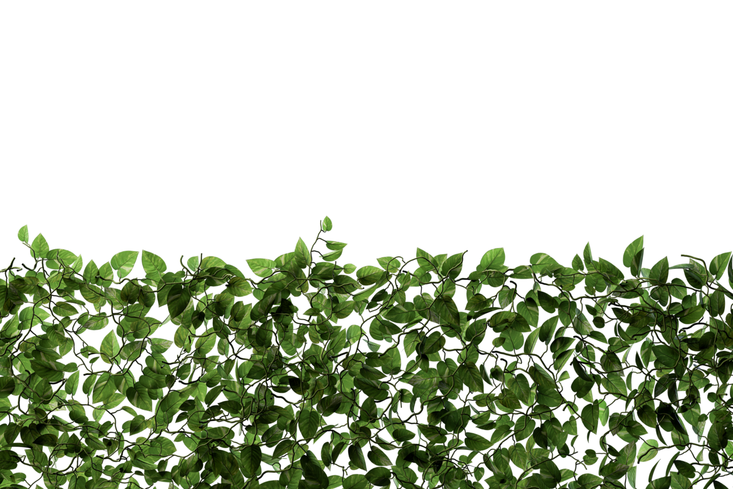 isolated natural palm leaves, summer tree, tropical leave on transparent background png