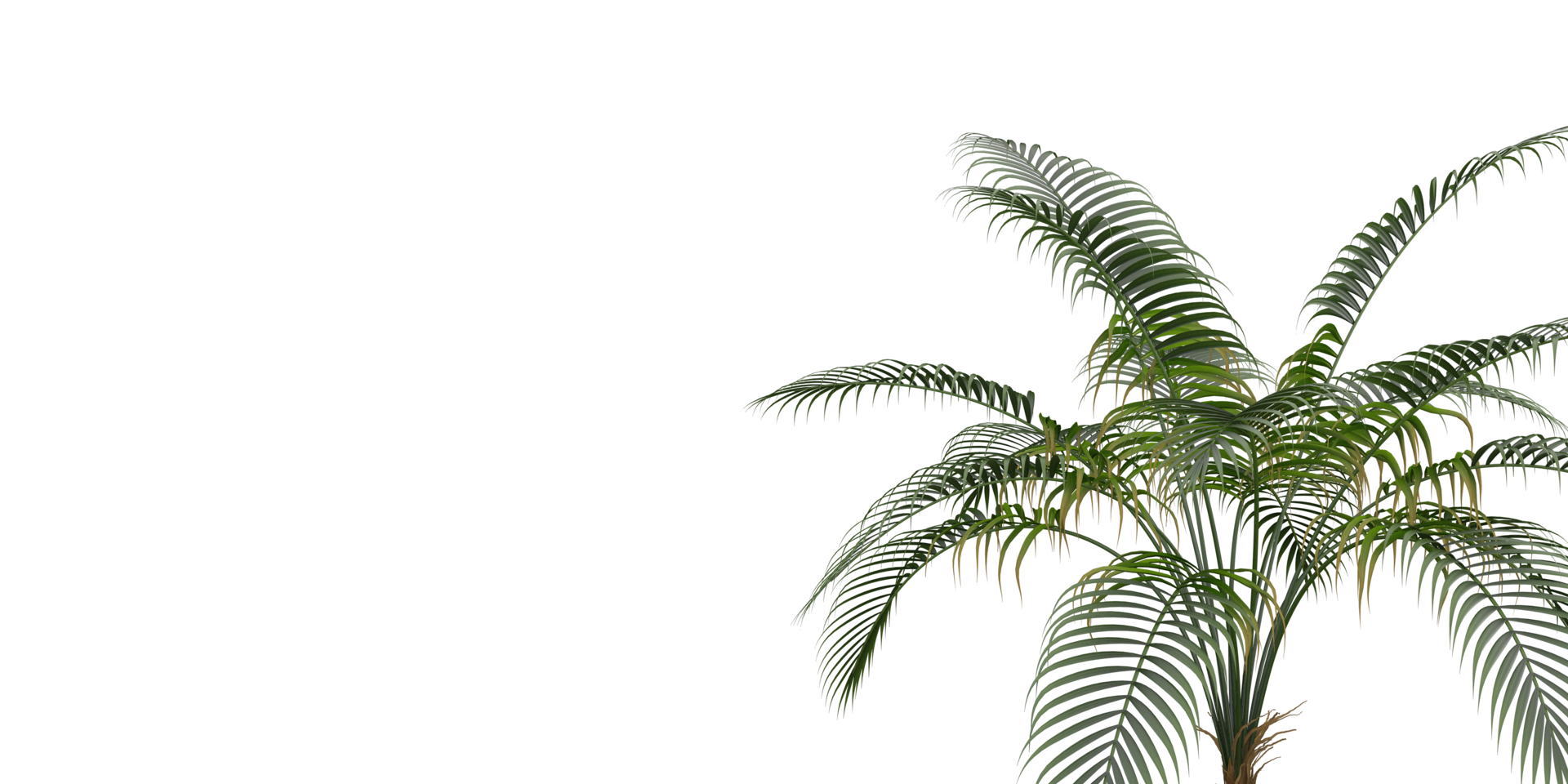 isolado natural árvore e coco Palma sair em transparente fundo png