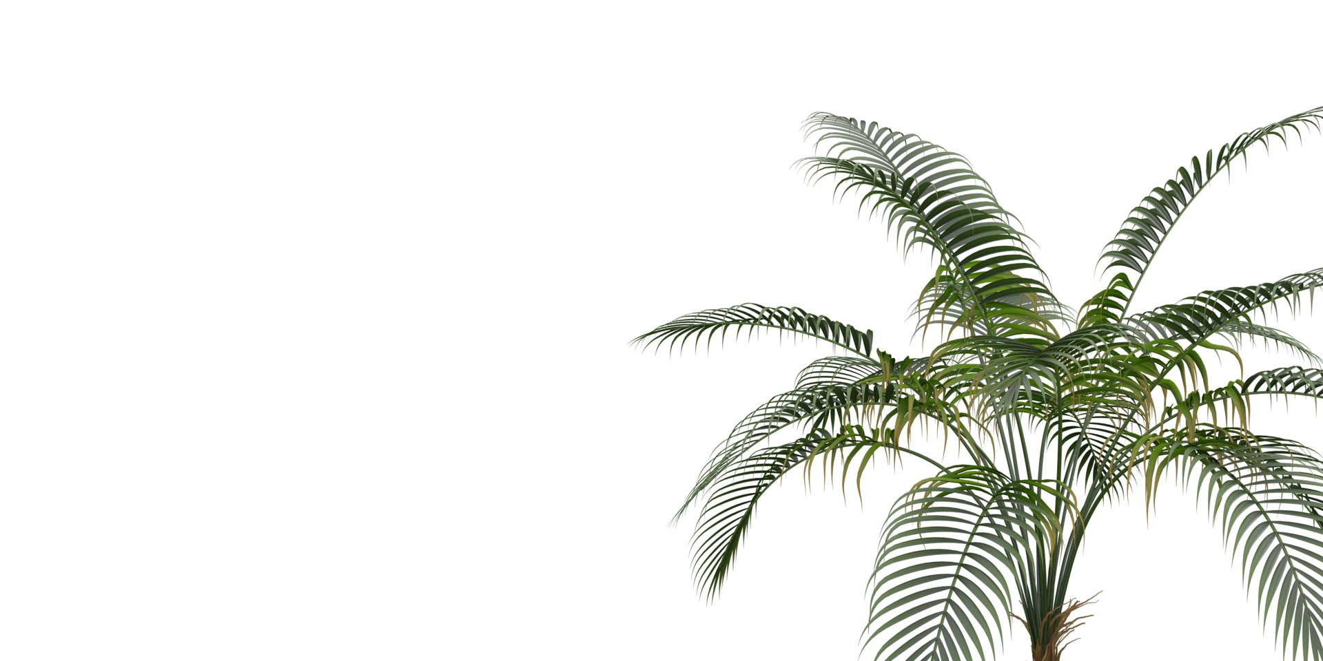 isolated natural tree and coconut palm leave on transparent background png