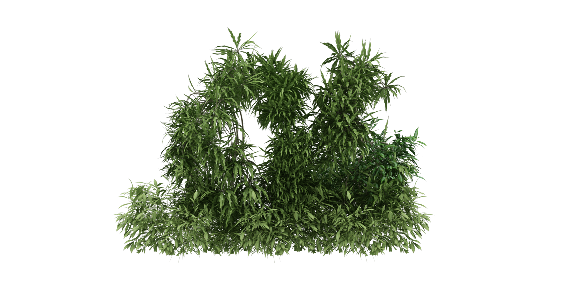 isolated natural palm leaves, summer tree, tropical leave on transparent background png