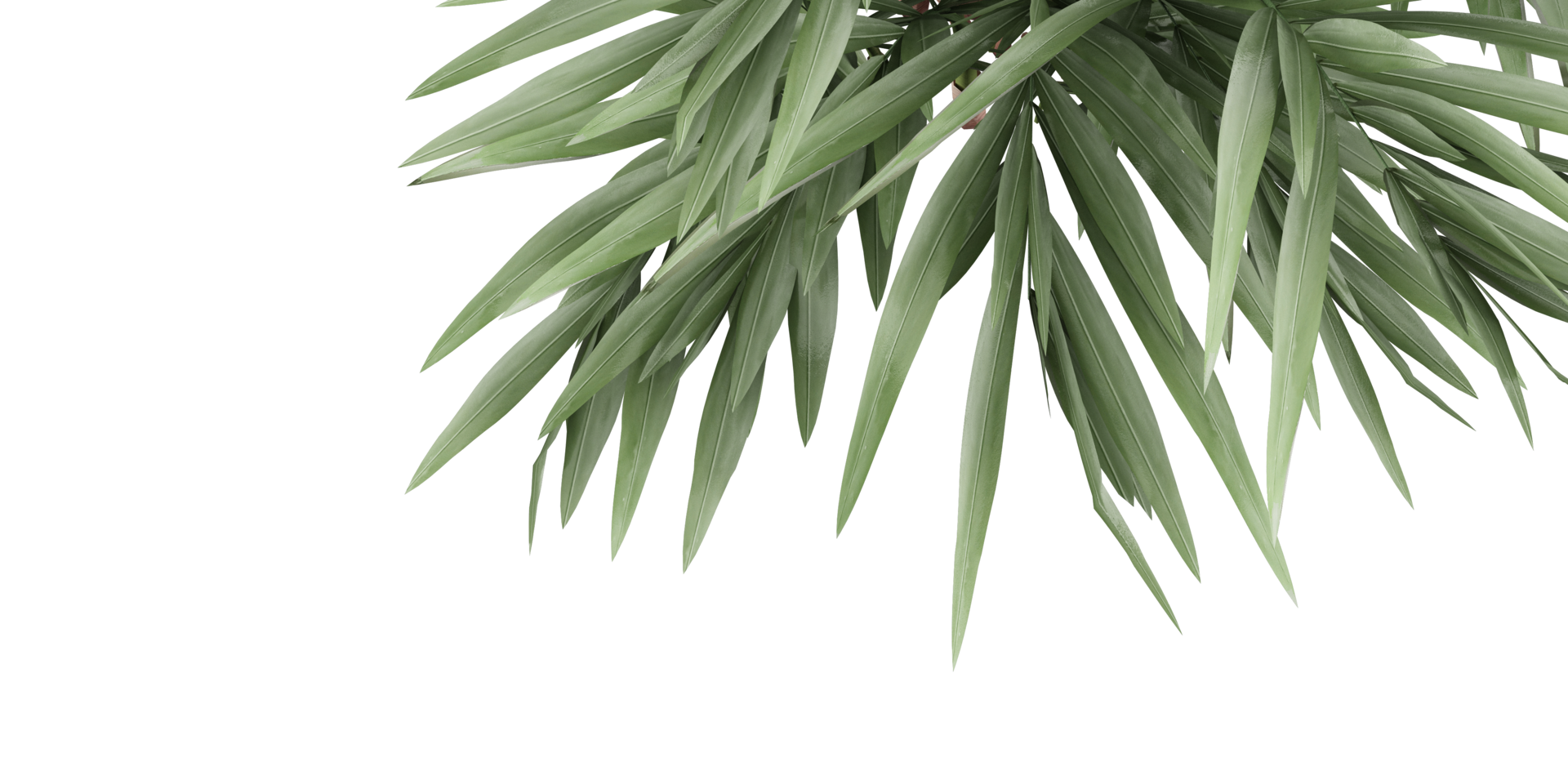 isolated natural tree and coconut palm leave on transparent background png