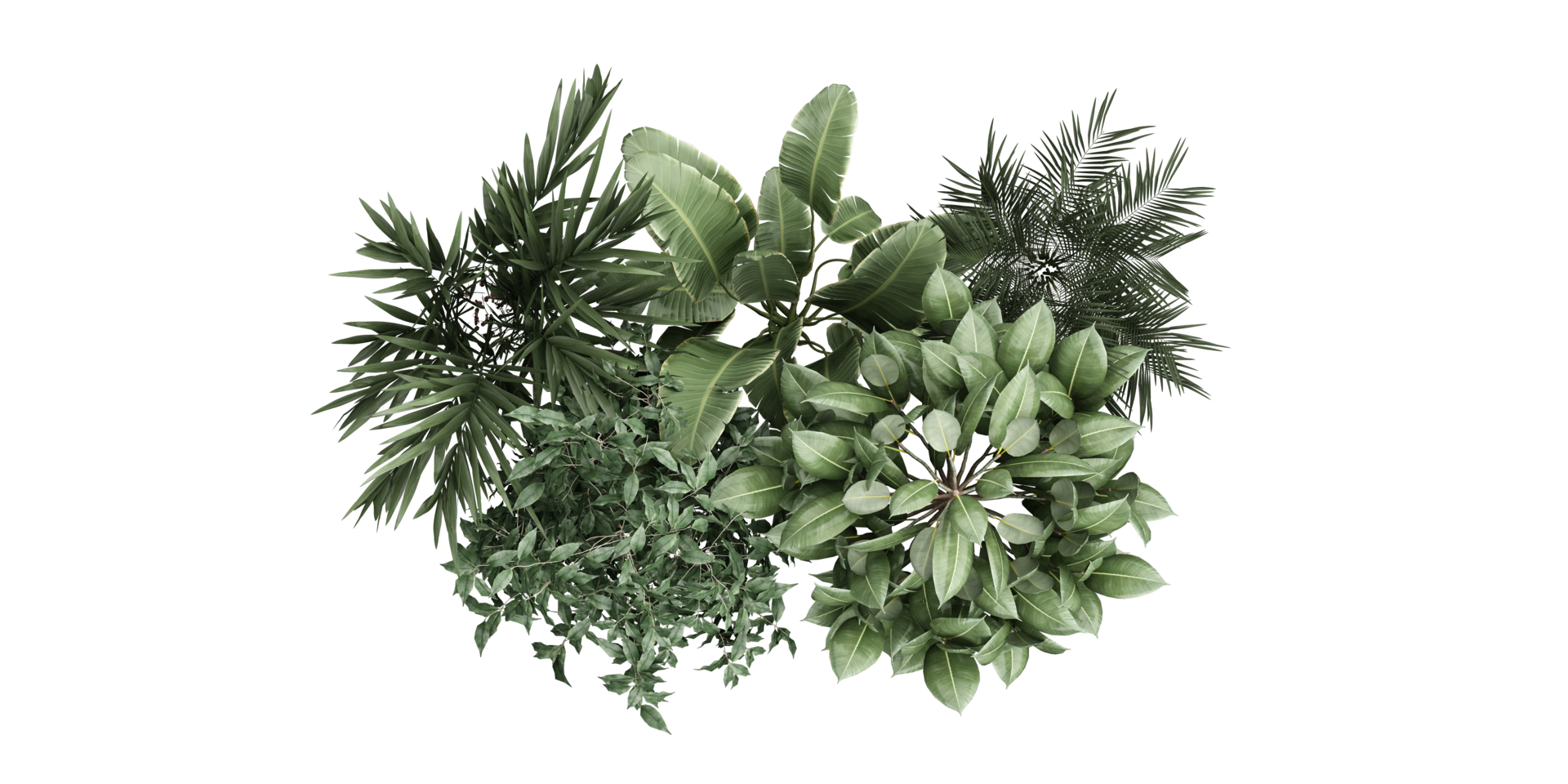 isolated natural tree and coconut palm leave on transparent background png