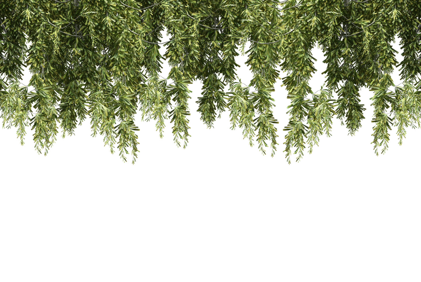 isolated natural palm leaves, summer tree, tropical leave on transparent background png