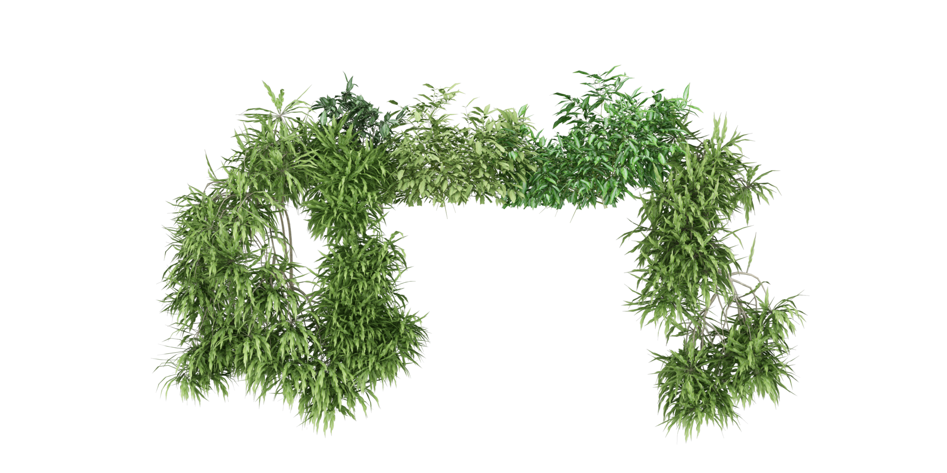 isolated natural palm leaves, summer tree, tropical leave on transparent background png