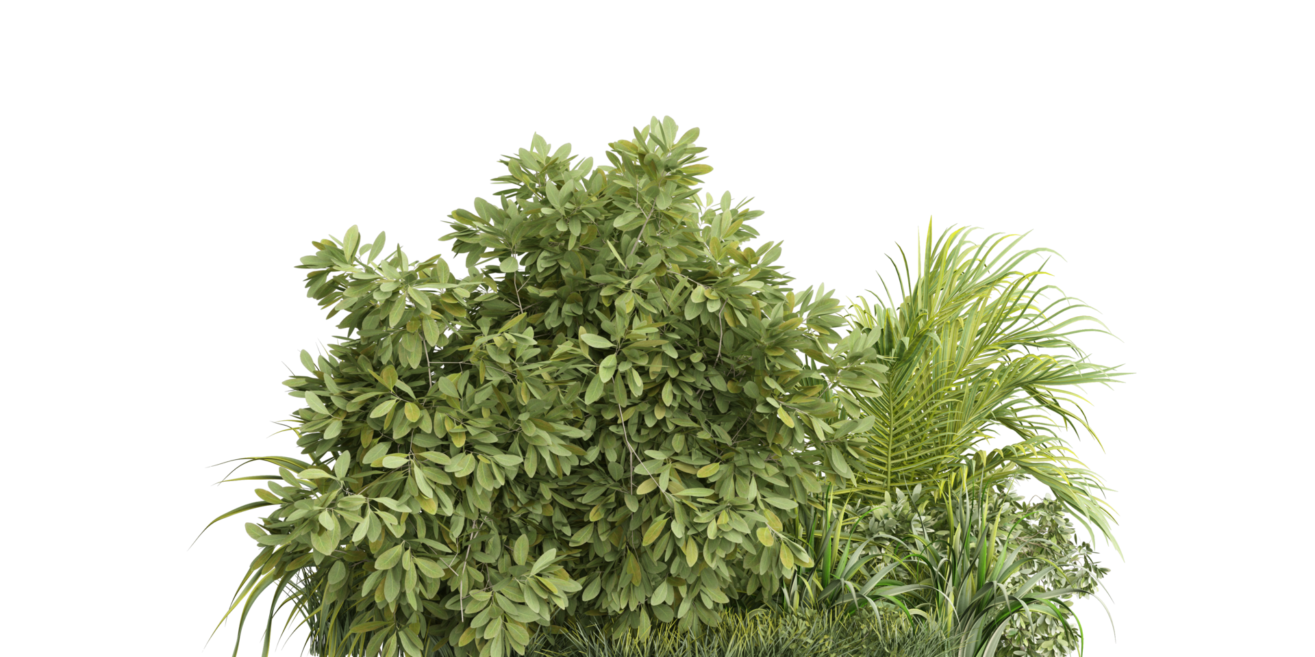 isolé plante et arbre buisson, tropical feuille sur transparent Contexte png