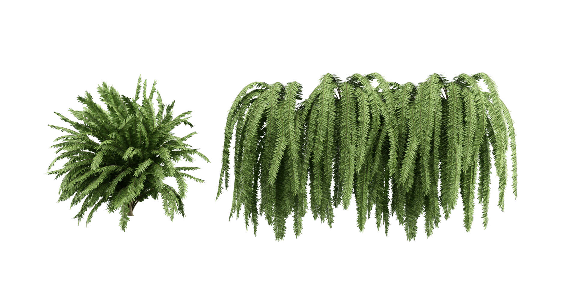 isolated plant and tree bush, tropical leaf on transparent background png