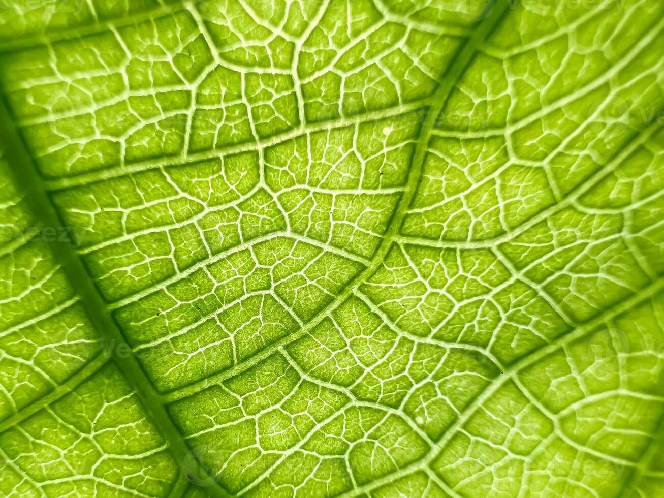 Close-up shot of green leaf texture, pattern background photo
