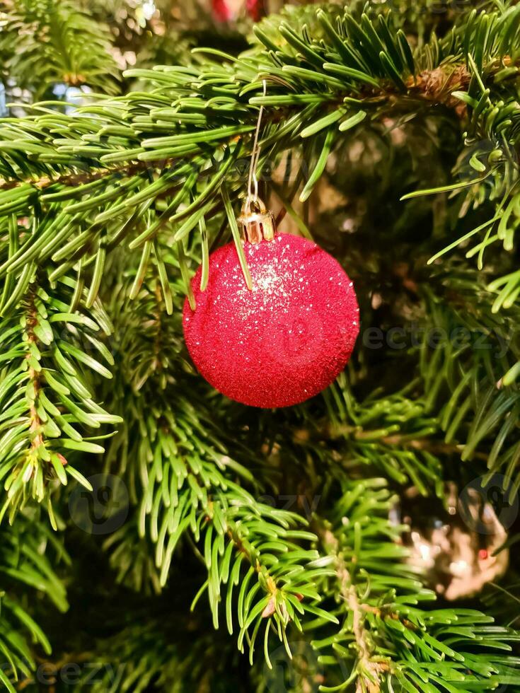 A red christmas bauble on a tree. photo