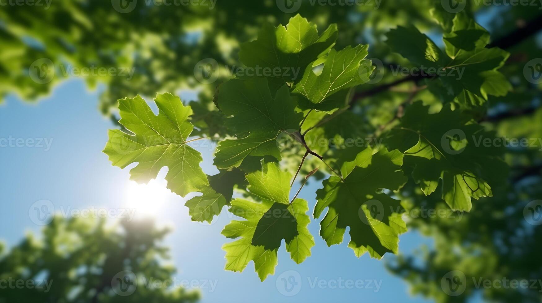 Green Sugar maple leaves tree, angle view from bottom with bright sun glare. photo