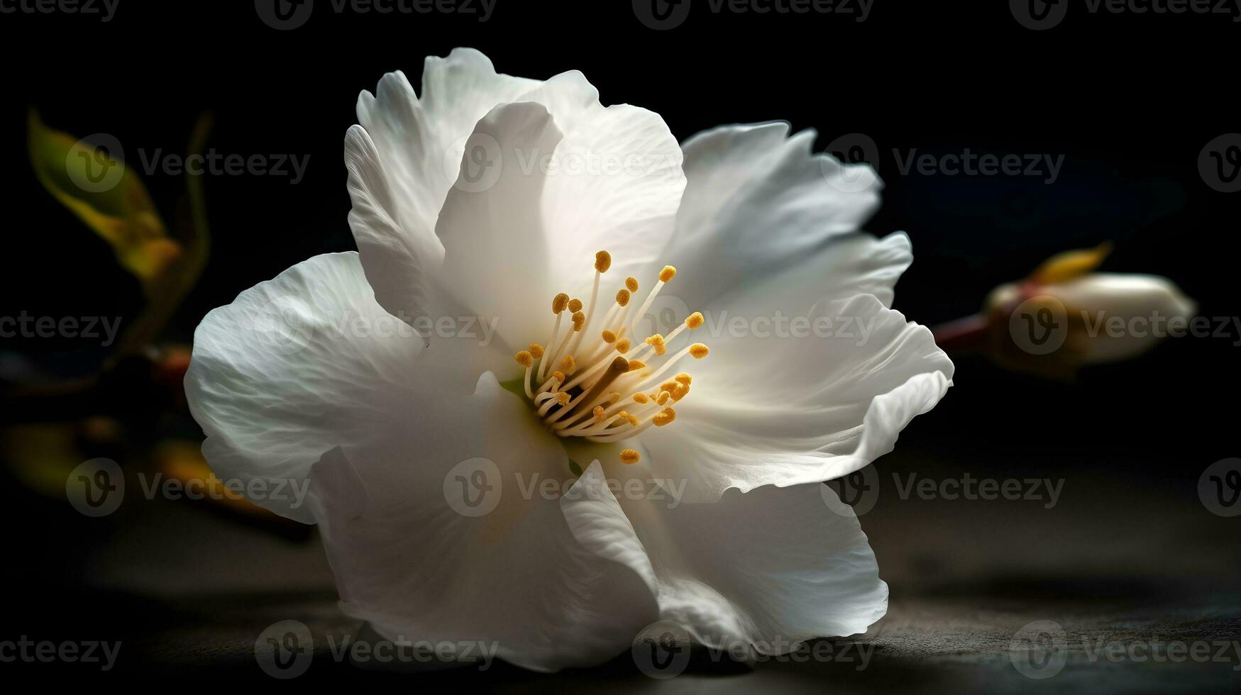 Beautiful close up a branch of a white cherry blossom flower or Sakura flower dark background. AI Generated photo