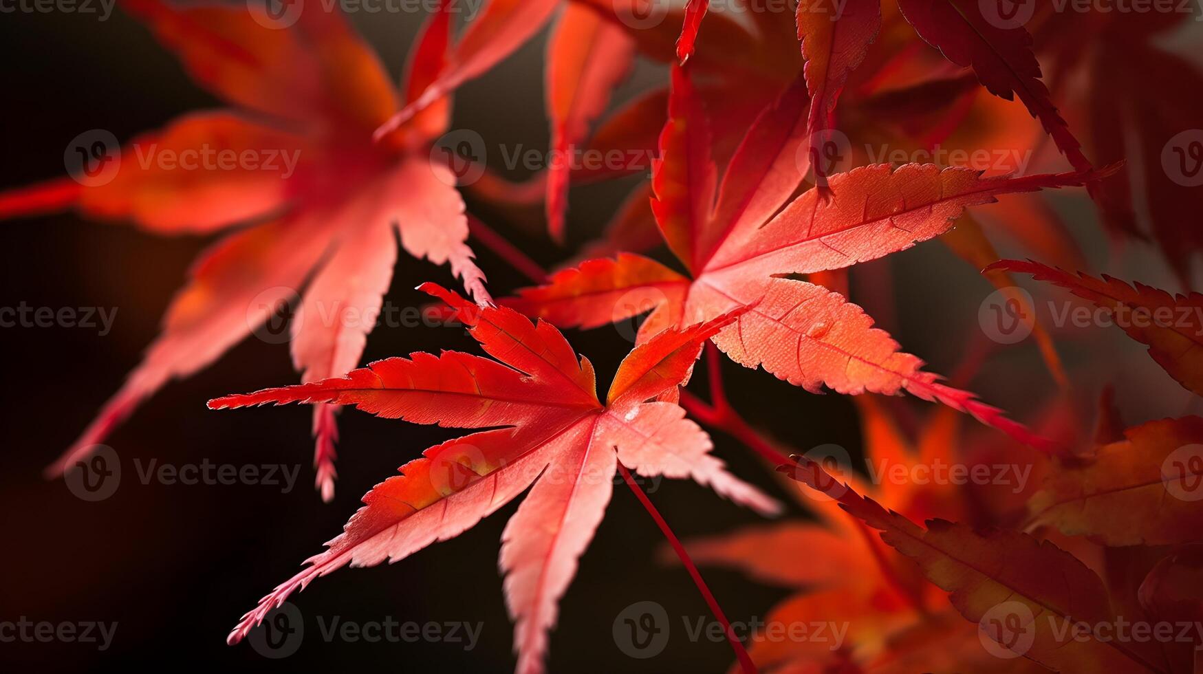 Close up red Japanese maple leaves in autumn season in a tree dark background. AI Generated photo