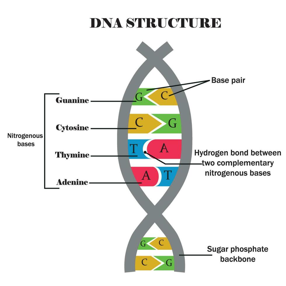 adn estructura. adn con sus componentes, citosina, guanina, adenina, timina nitrogenado base de ADN educativo contenido para biología y medicina Ciencias estudiantes .vector ilustración. vector