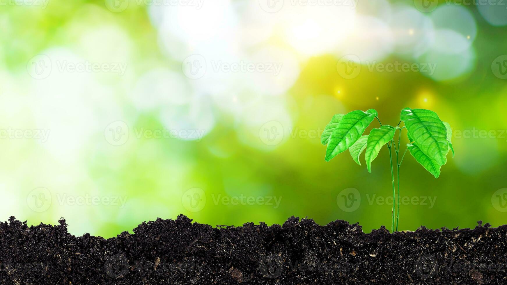 Seedling growing from fertile soil till morning sunlight shining, growing and organic plants ecology concept, Young tree with bokeh background. photo