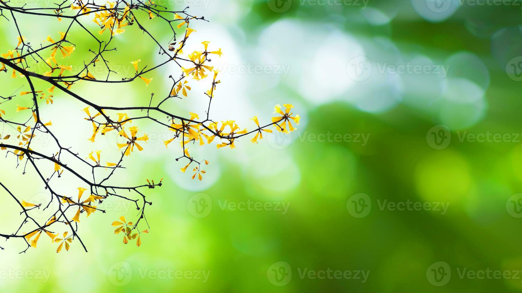 hermosa naturaleza ver de floreciente amarillo flor en bokeh verde antecedentes en jardín y luz de sol con Copiar espacio utilizando como antecedentes natural verde plantas paisaje, Fresco fondo de pantalla concepto. foto